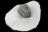 Detailed, Metacanthina Trilobite - Lghaft, Morocco #89292-1